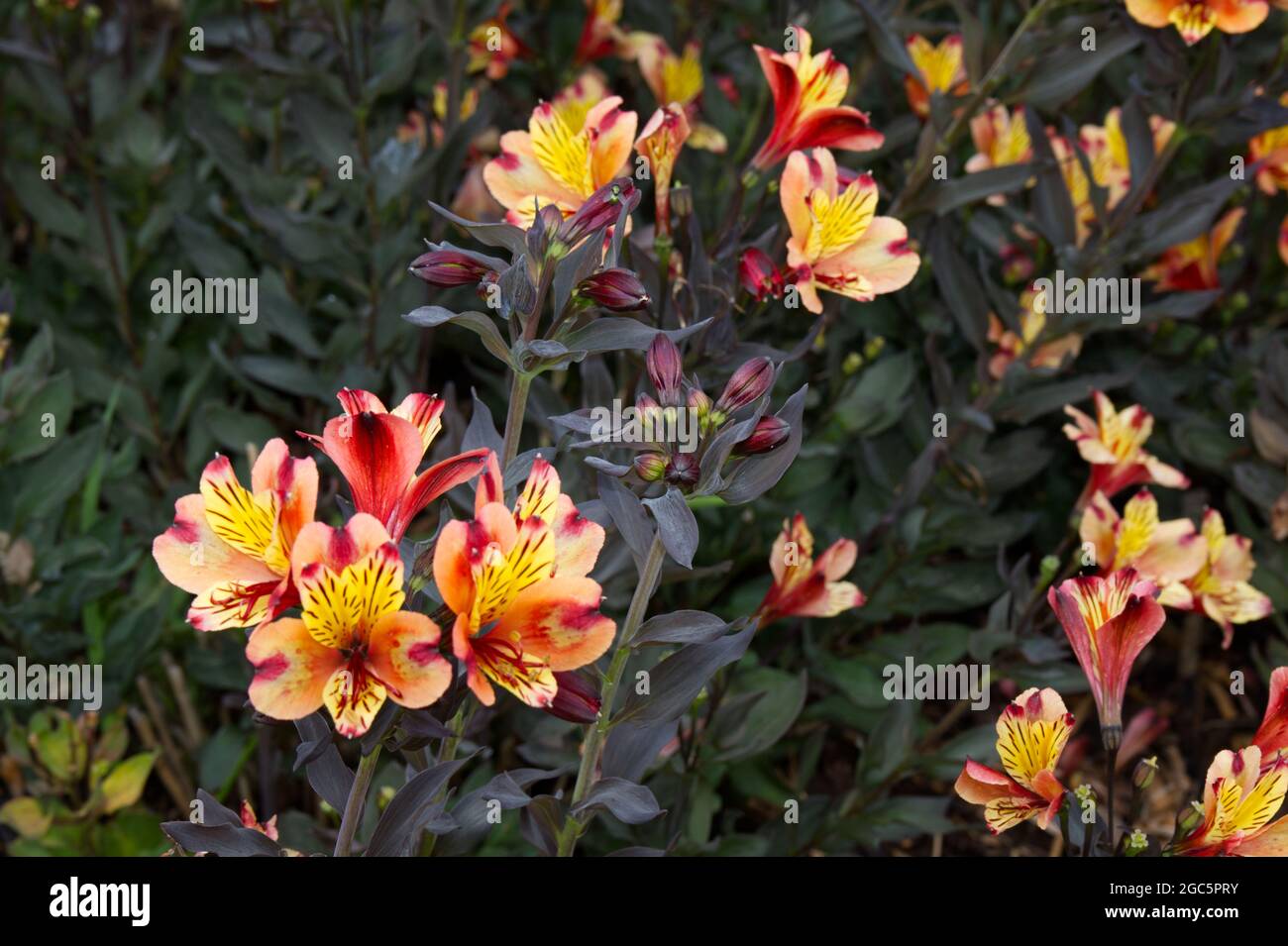 Fleurs et feuilles foncées de Alstroemeria Indian Summer série Tesronto UK août Banque D'Images