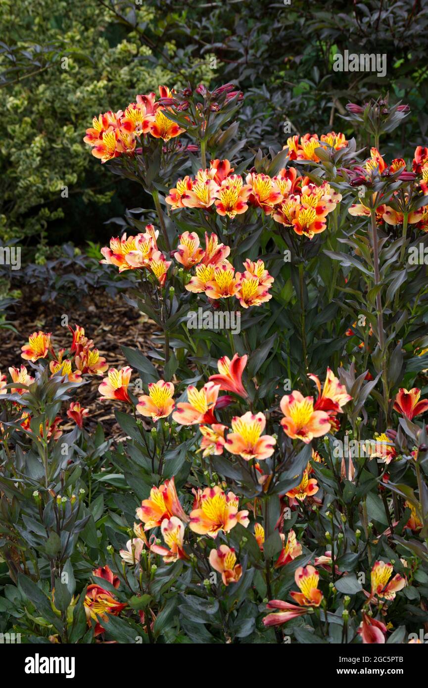 Fleurs et feuilles foncées de Alstroemeria Indian Summer série Tesronto UK août Banque D'Images