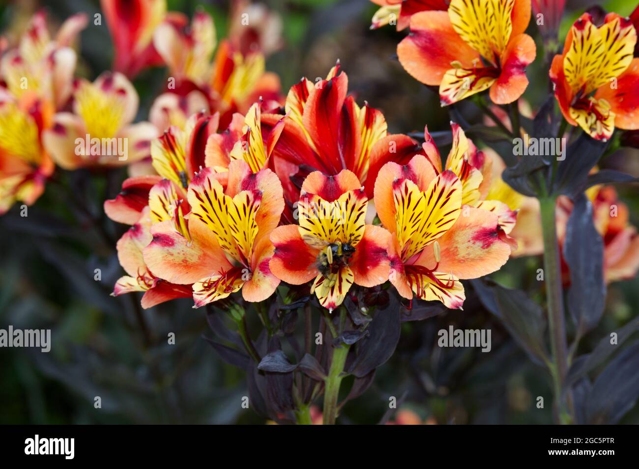 Fleurs et feuilles foncées de Alstroemeria Indian Summer série Tesronto UK août Banque D'Images