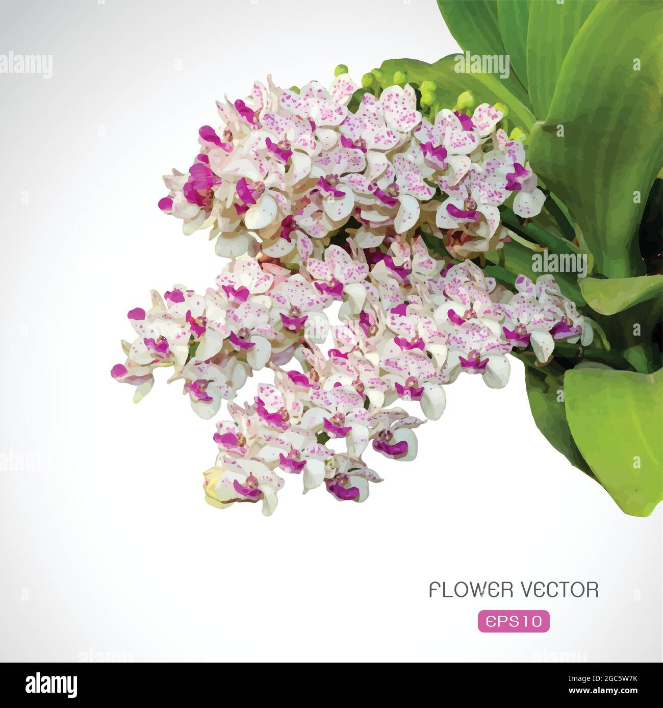 Image vectorielle de la fleur d'orchidée sur fond blanc Illustration de Vecteur