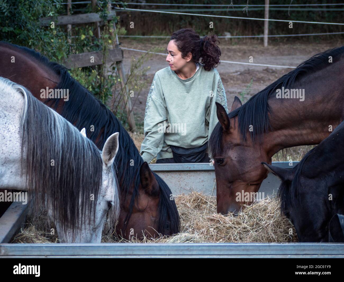 Une entraîneure féminine avec ses chevaux pendant qu'ils mangent du foin en début de matinée d'été. Banque D'Images