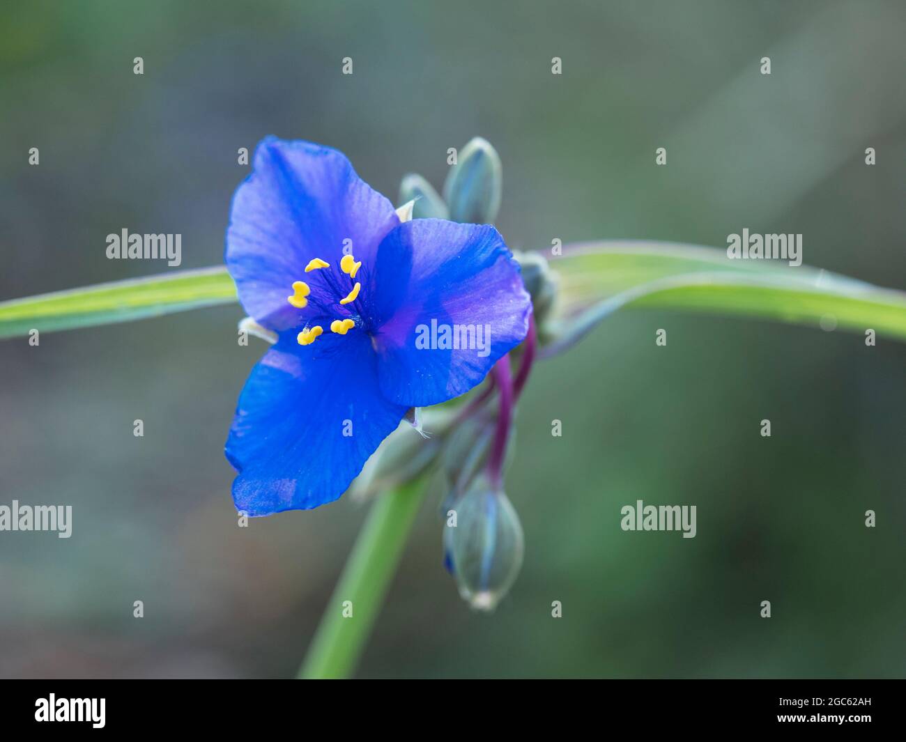 Tête de fleur de blouson bleu (Tradescantia ohiensis) Banque D'Images