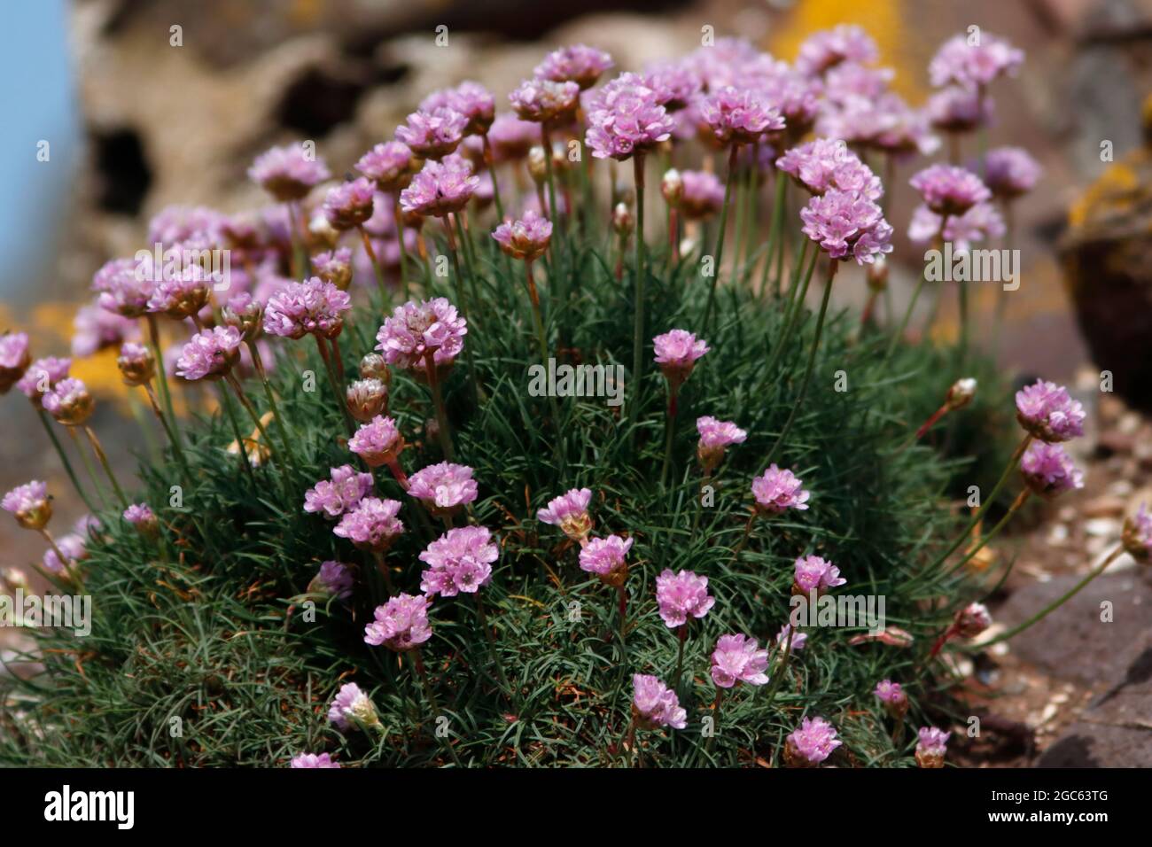 THRIFT, fleur Royaume-Uni. Banque D'Images