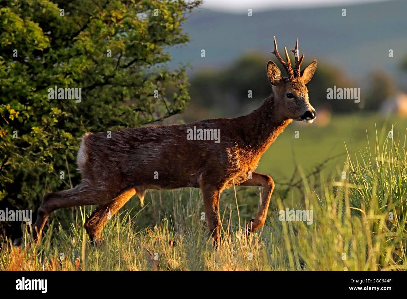Chevreuil buck UK. Banque D'Images