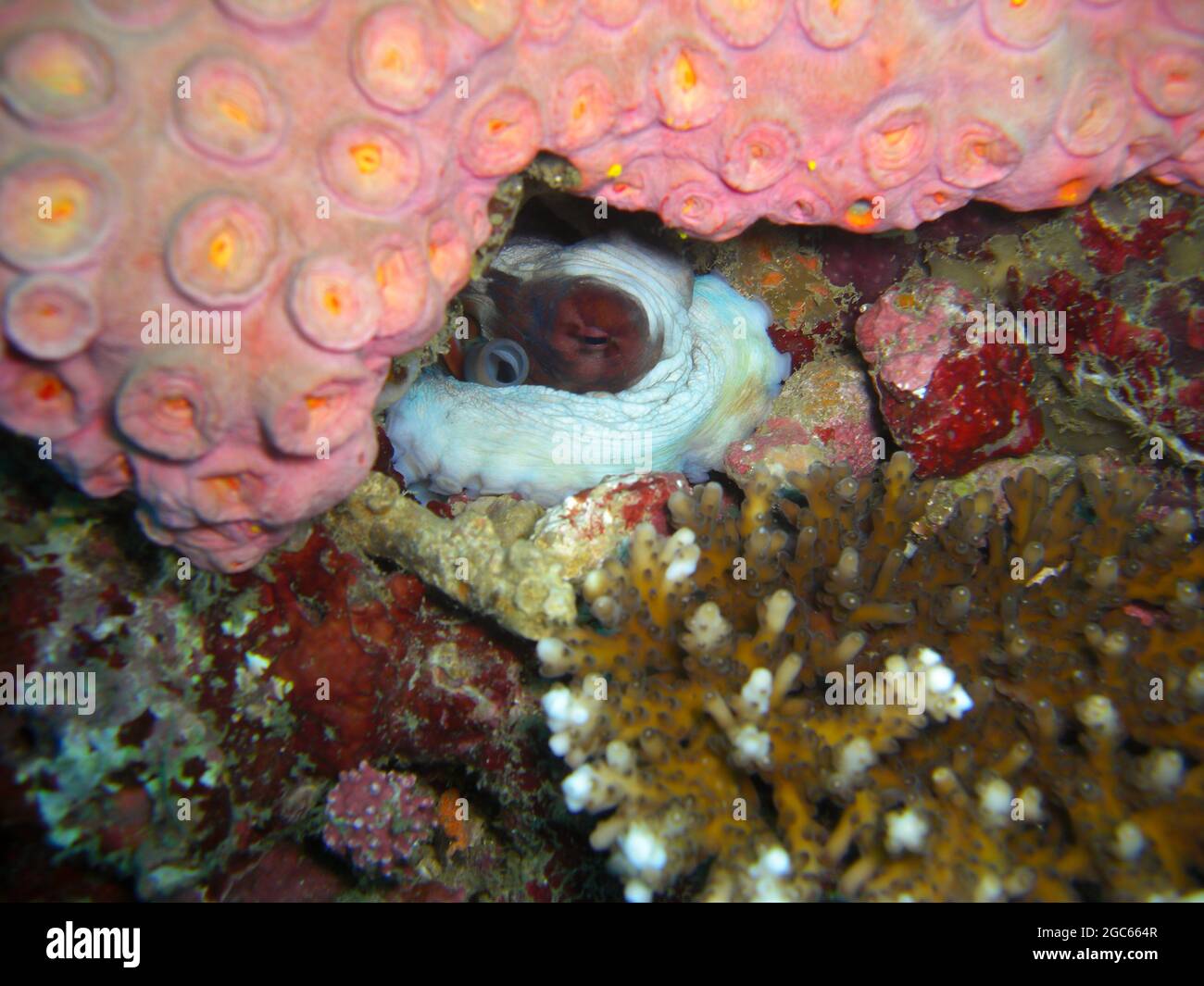 Pieuvre sur le sol dans la mer philippine 29.10.2012 Banque D'Images