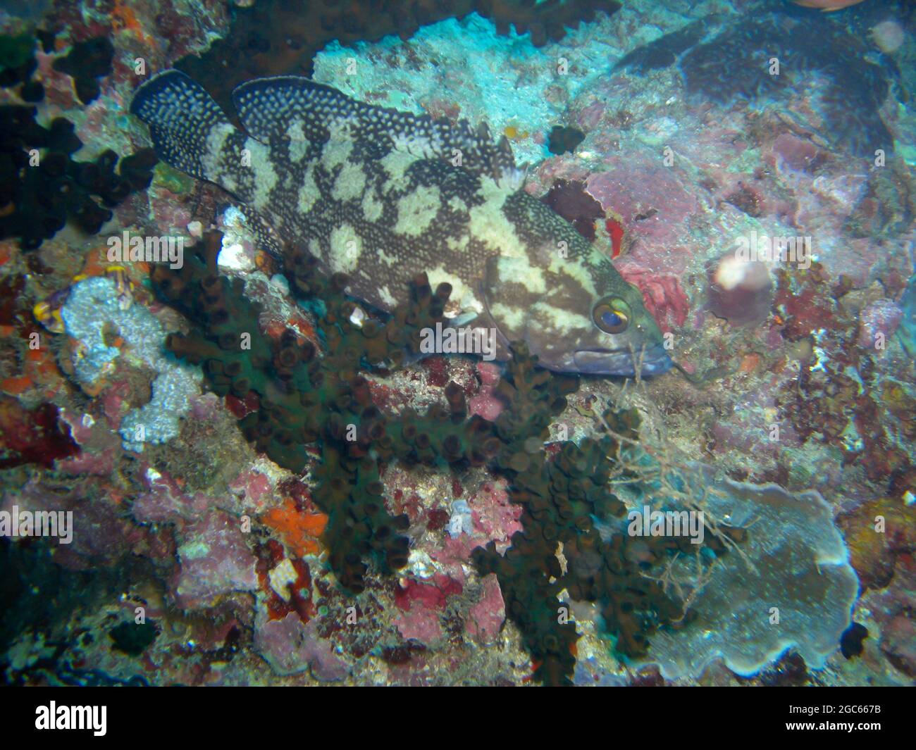 Unknown Fish nage dans la mer philippine 29.10.2012 Banque D'Images