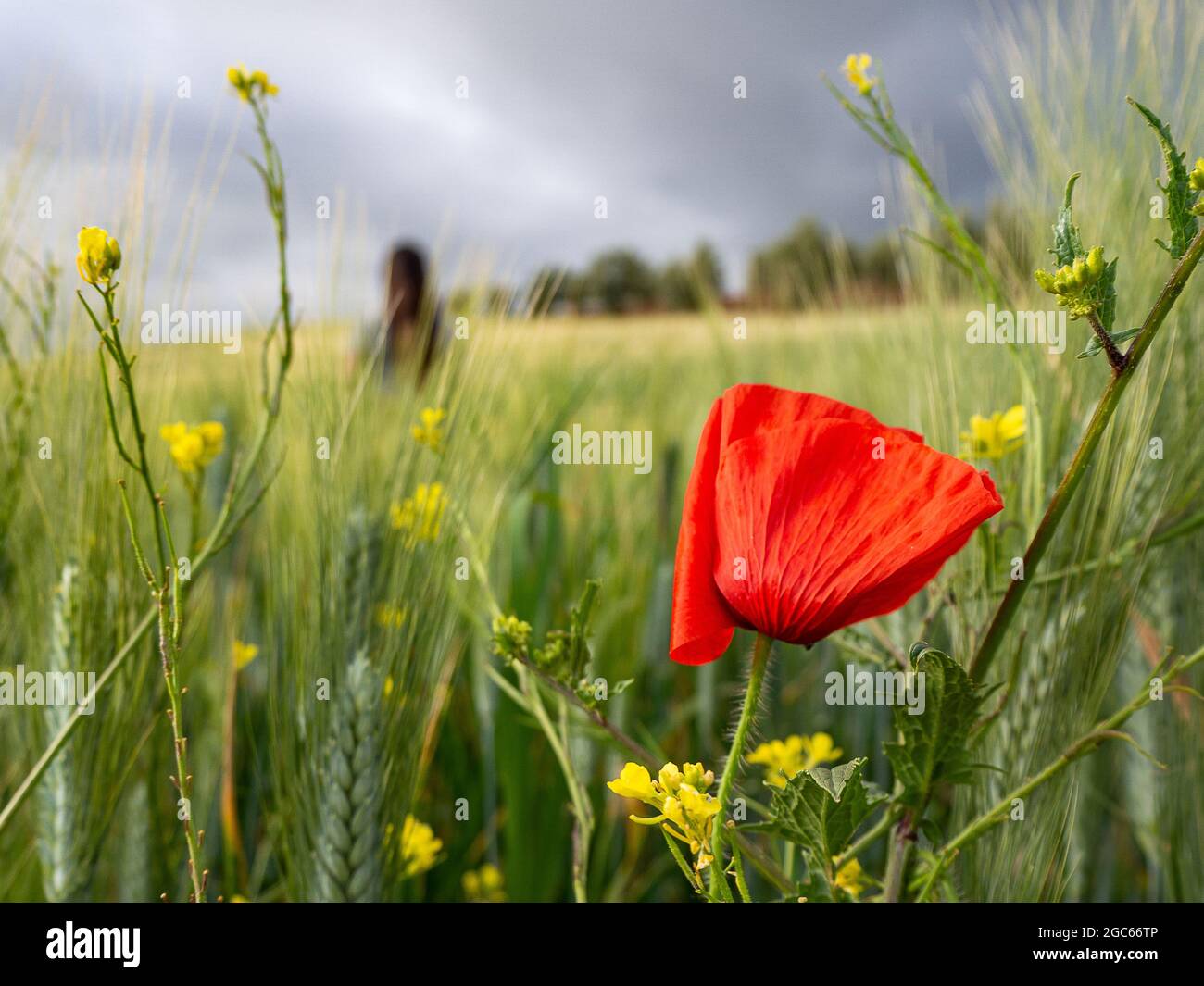 APPAREIL PHOTO NUMÉRIQUE OLYMPUS Banque D'Images