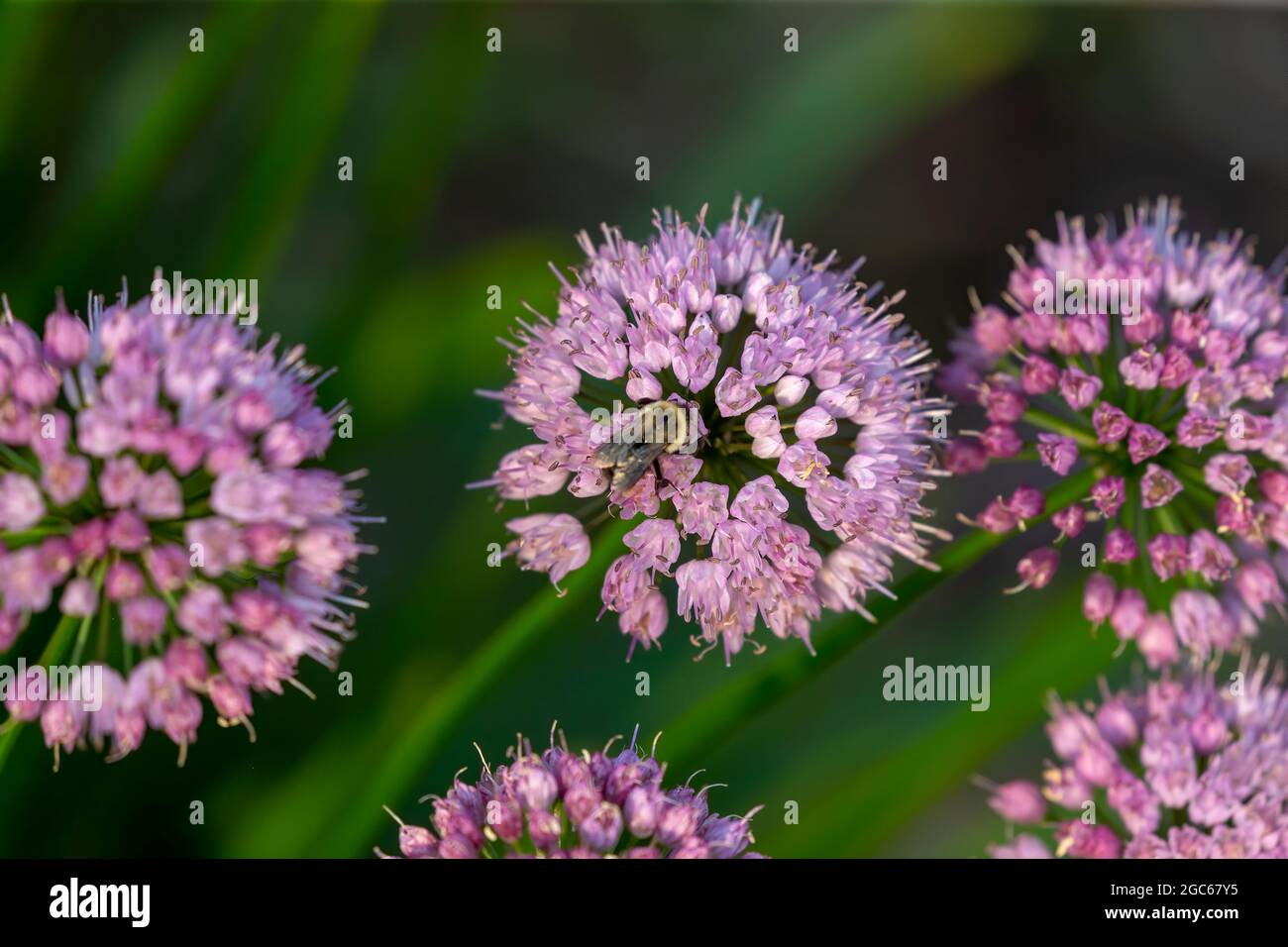 Plante d'oignon ornementale Allium Millenium , fleur de jardin Banque D'Images