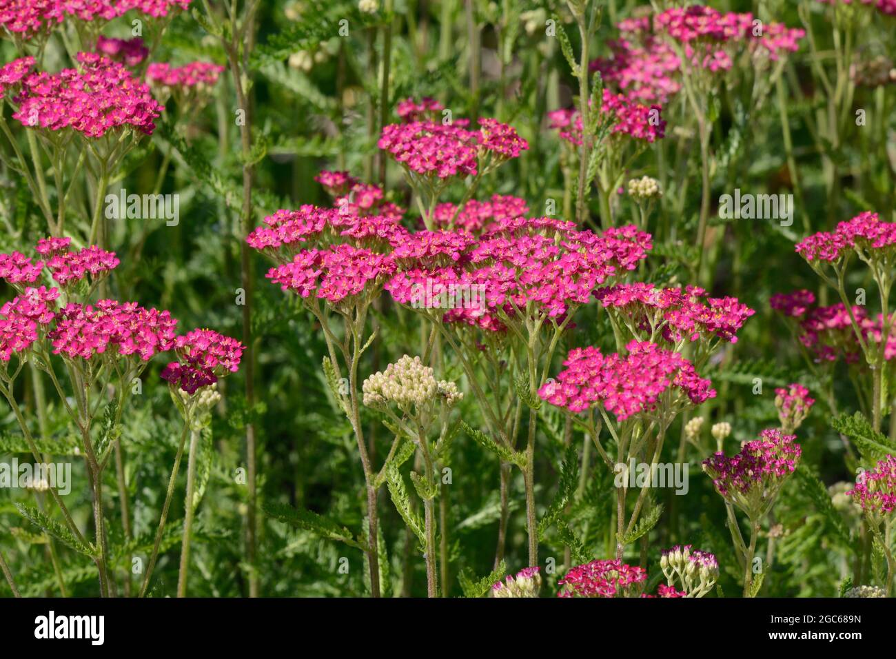 Achillea millefolium Cerise Reine Yarrow cerise Reine grappes aplaties de petites Marguerite comme des têtes de fleurs Banque D'Images