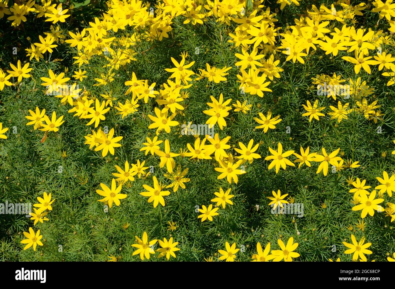 Fleurs en forme d'étoile Banque de photographies et d’images à haute — free download