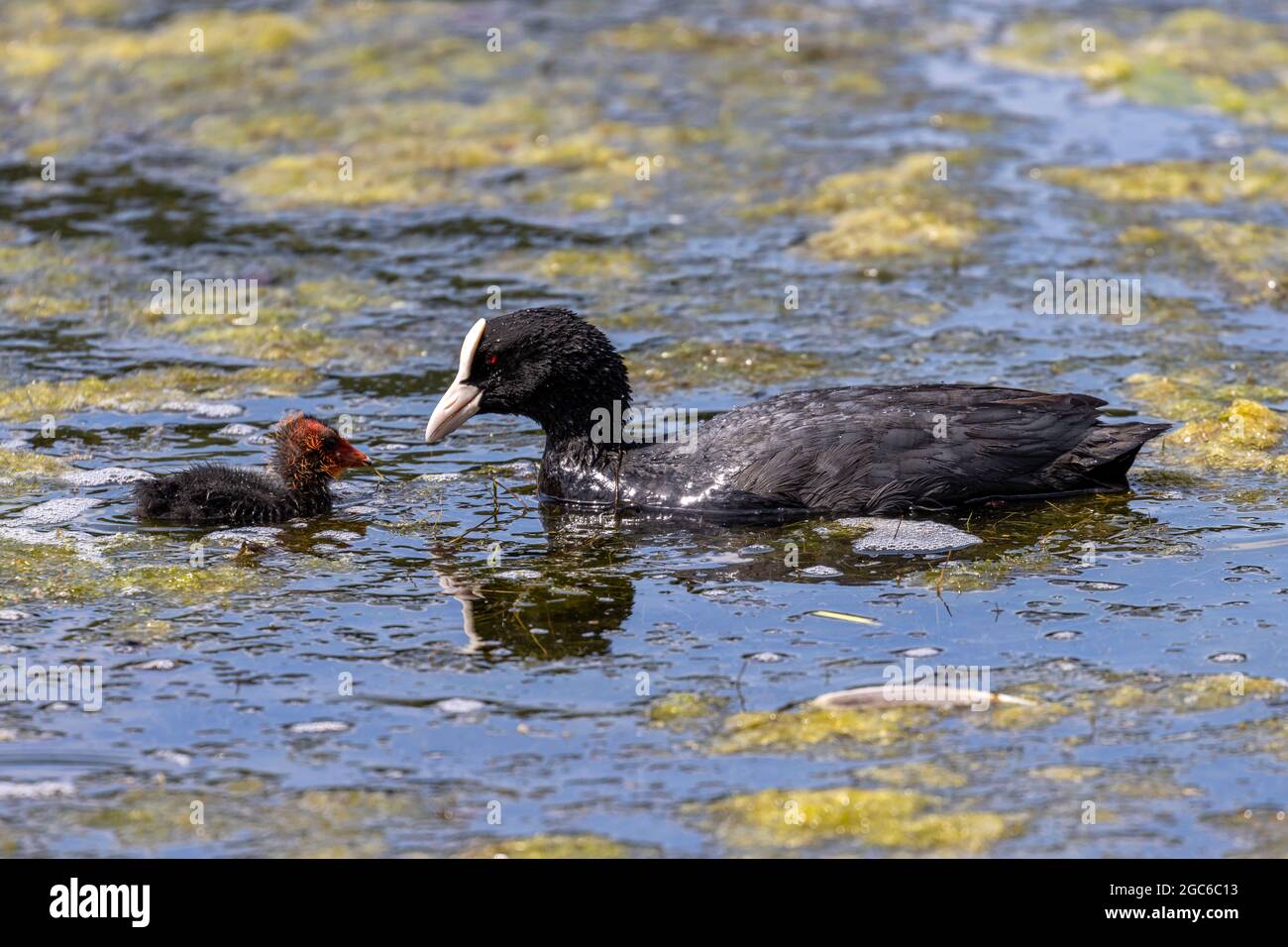 Cuist eurasien (Fulica atra) avec poussin sur l'eau Banque D'Images