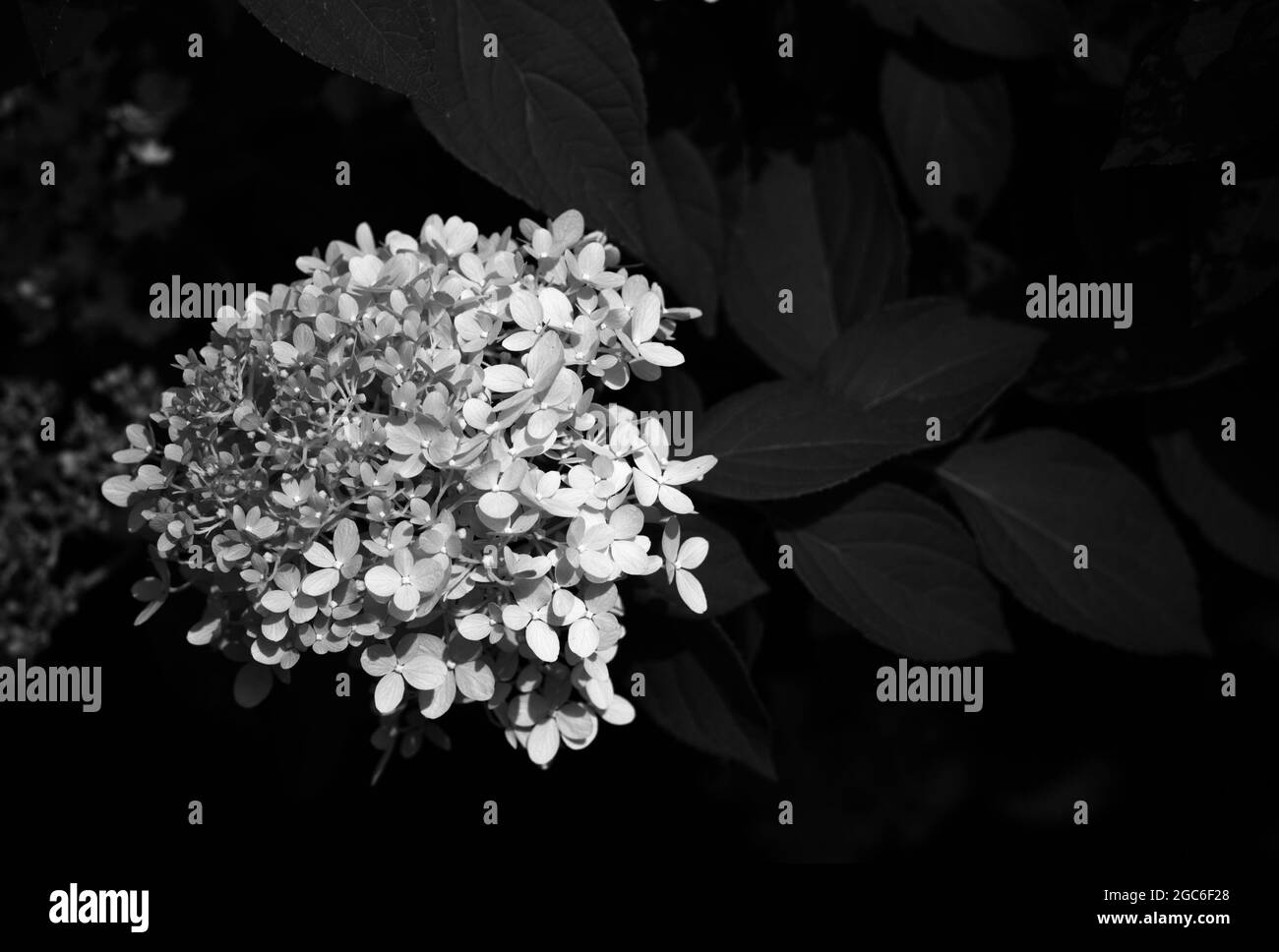 Prise de vue en niveaux de gris de PaniLED hortensia belle plante à fleurs Banque D'Images
