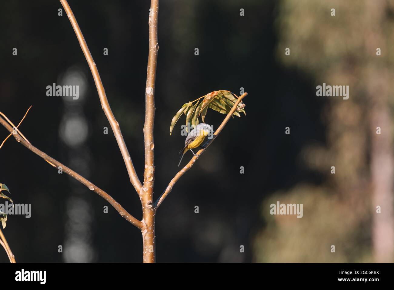 Rouge-gorge jaune de l'est, oiseau australien. Banque D'Images