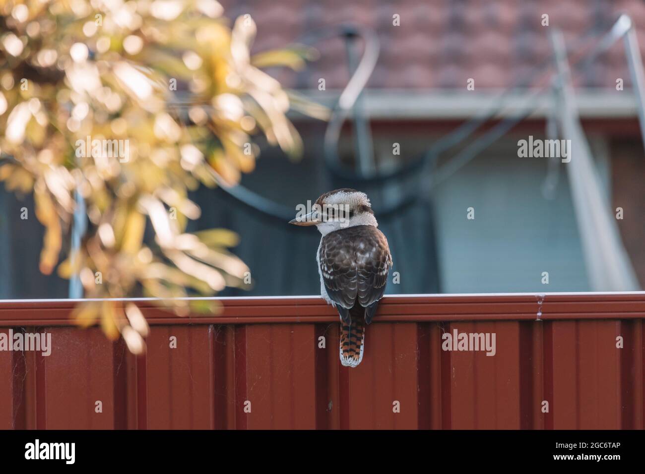 Rire Kookaburra dans une cour. Banque D'Images