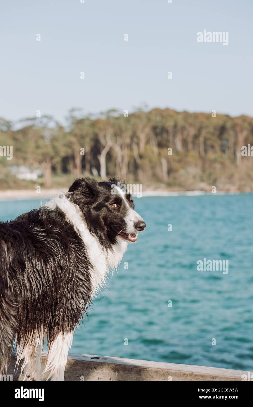 Border Collie chien à la plage. Banque D'Images