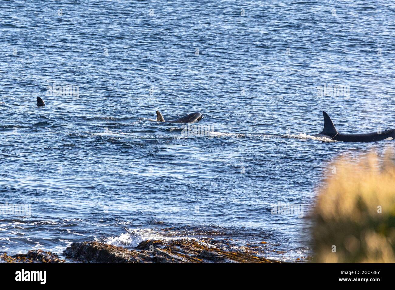 Pack de orka chasse aux épaulards dans la baie de Birsay, Orkney. , pour poissons et phoques . L'orque ou orque (Orcinus orca) est une baleine à dents. Banque D'Images