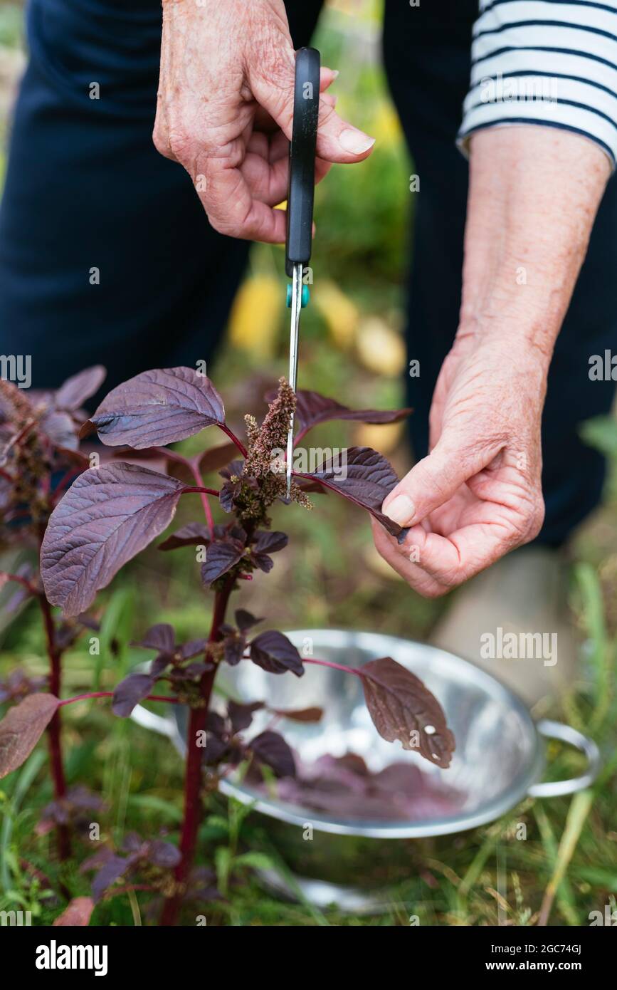 Jardinier récoltant de l'amaranth violet (Amaranthus blitum). Banque D'Images