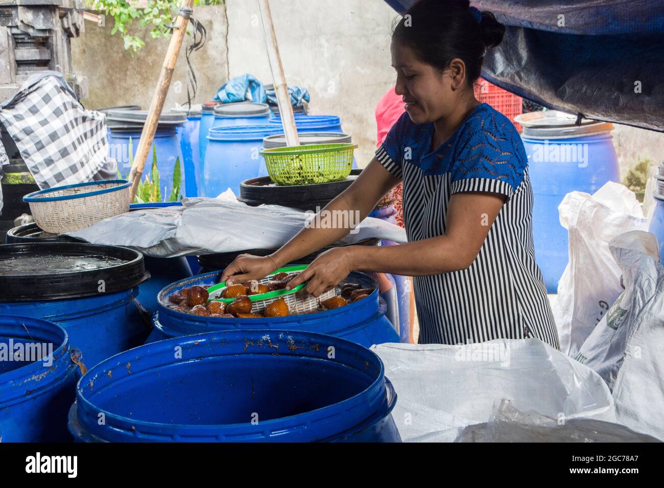 Lavage des fruits du salak (fruit du serpent) avant du vendre. Bali, Indonésie. Banque D'Images