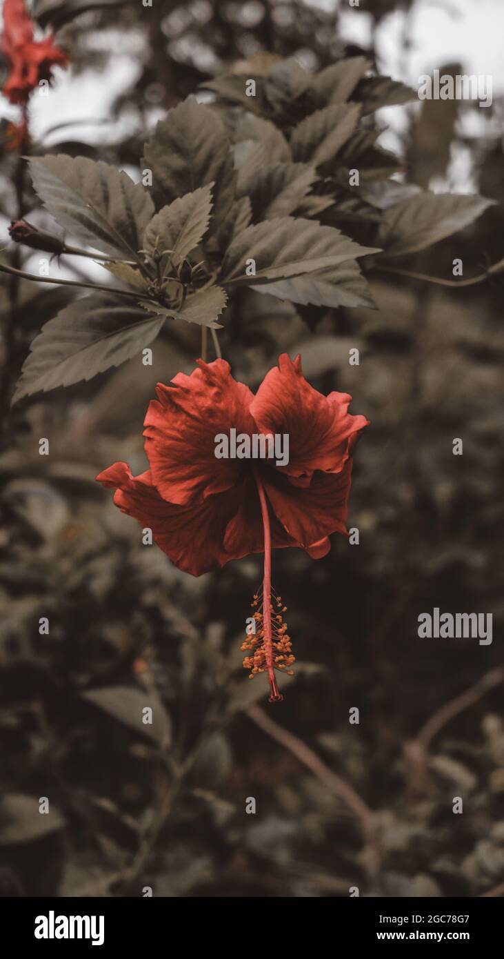 Beaux Hibiscus Banque D'Images