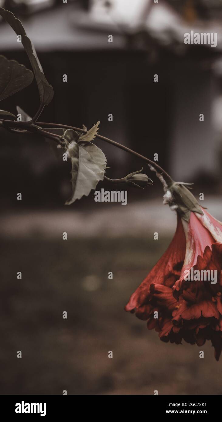 Champignon se propageant autour de la fleur Banque D'Images