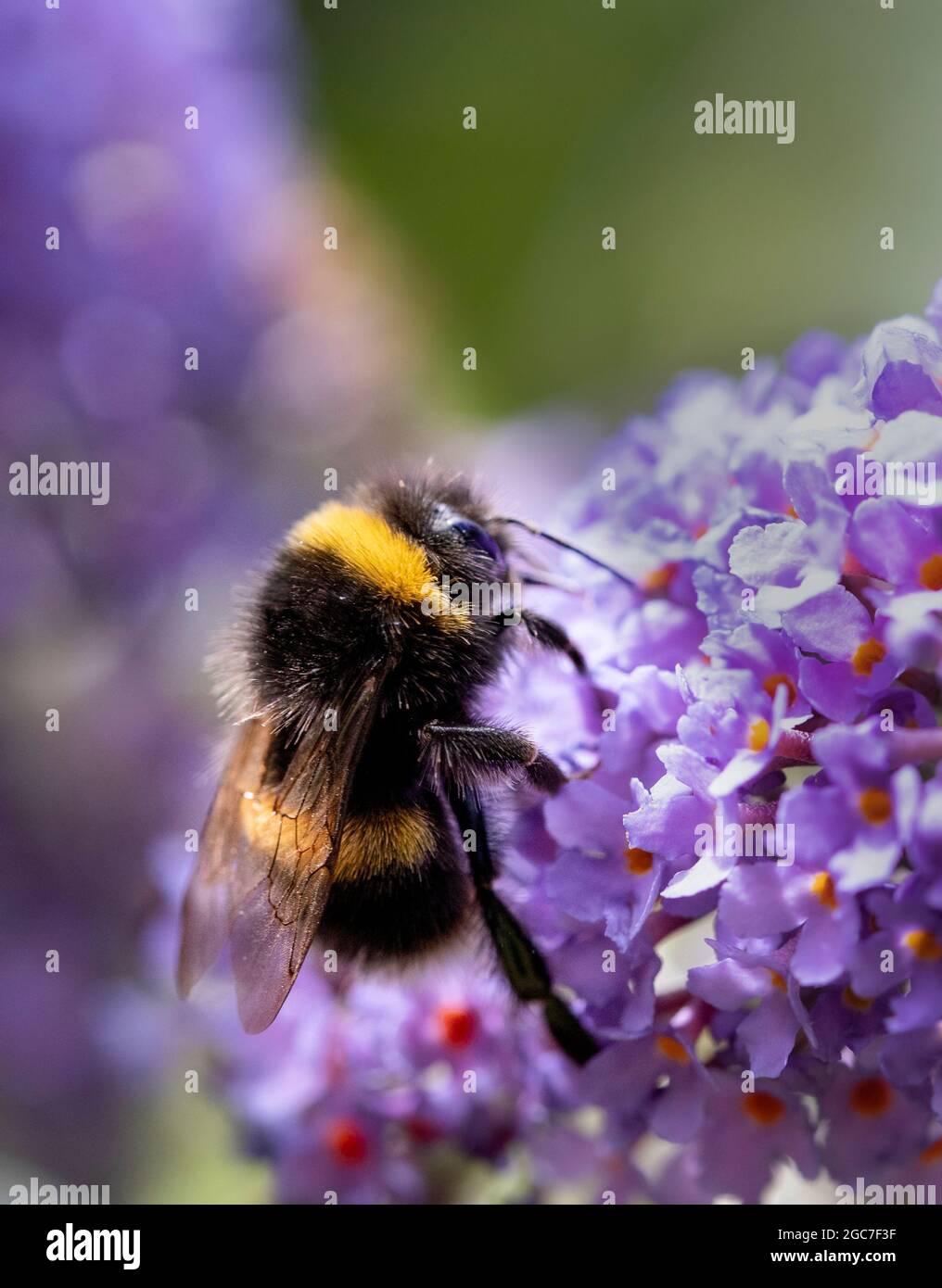 Abeille blanche à queue blanche, perchée sur une fleur dans un jardin britannique, été 2021 Banque D'Images