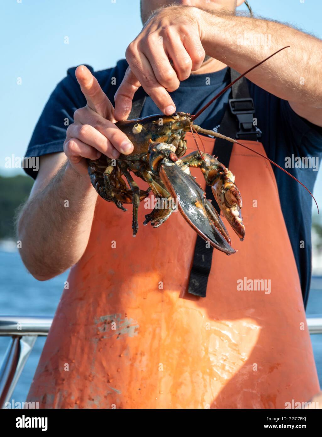 Transport et démonstration de homard en direct sur un bateau dans le port de Boothbay, Maine, lors d'une journée d'été ensoleillée Banque D'Images