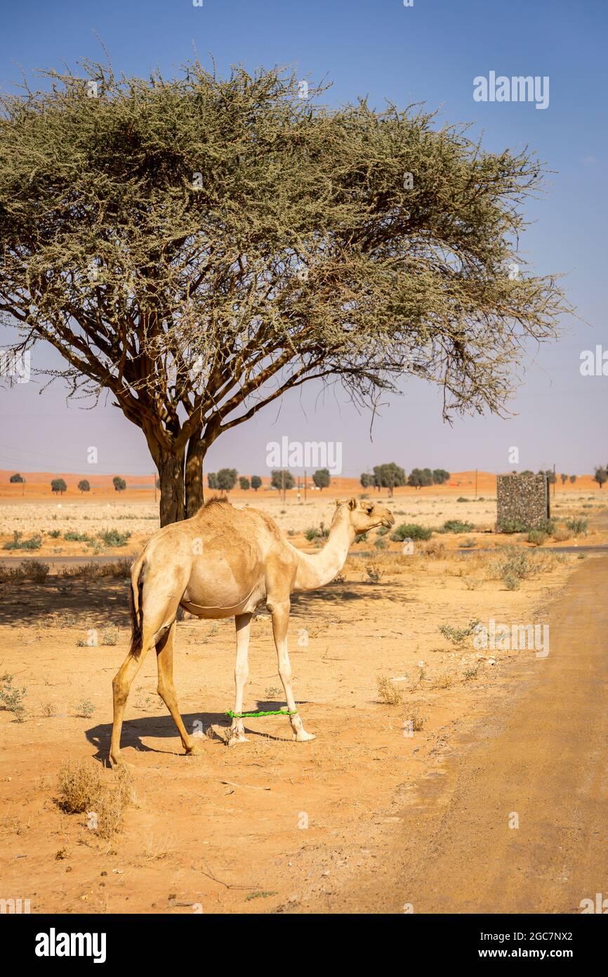 Le dromadaire, chameau arabe (Camelus dromedarius) avec des jambes liées à la marche, Émirats arabes Unis, avec l'acacia dans le backgorund. Banque D'Images