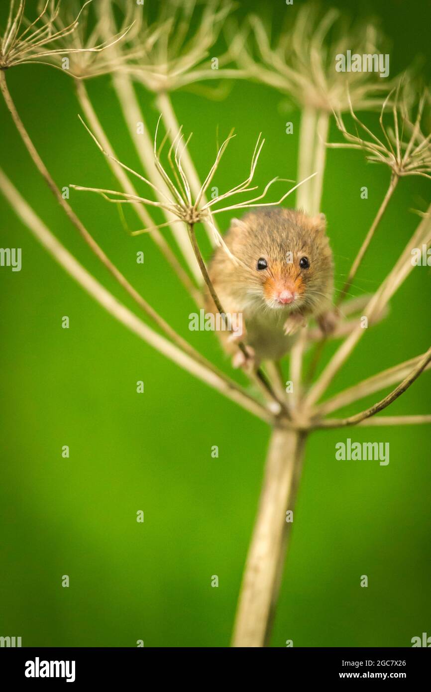 Souris de récolte eurasienne (Micromys minutus) grimpant sur la tête de semence de persil de vache (Anthriscus sylvestris) Banque D'Images