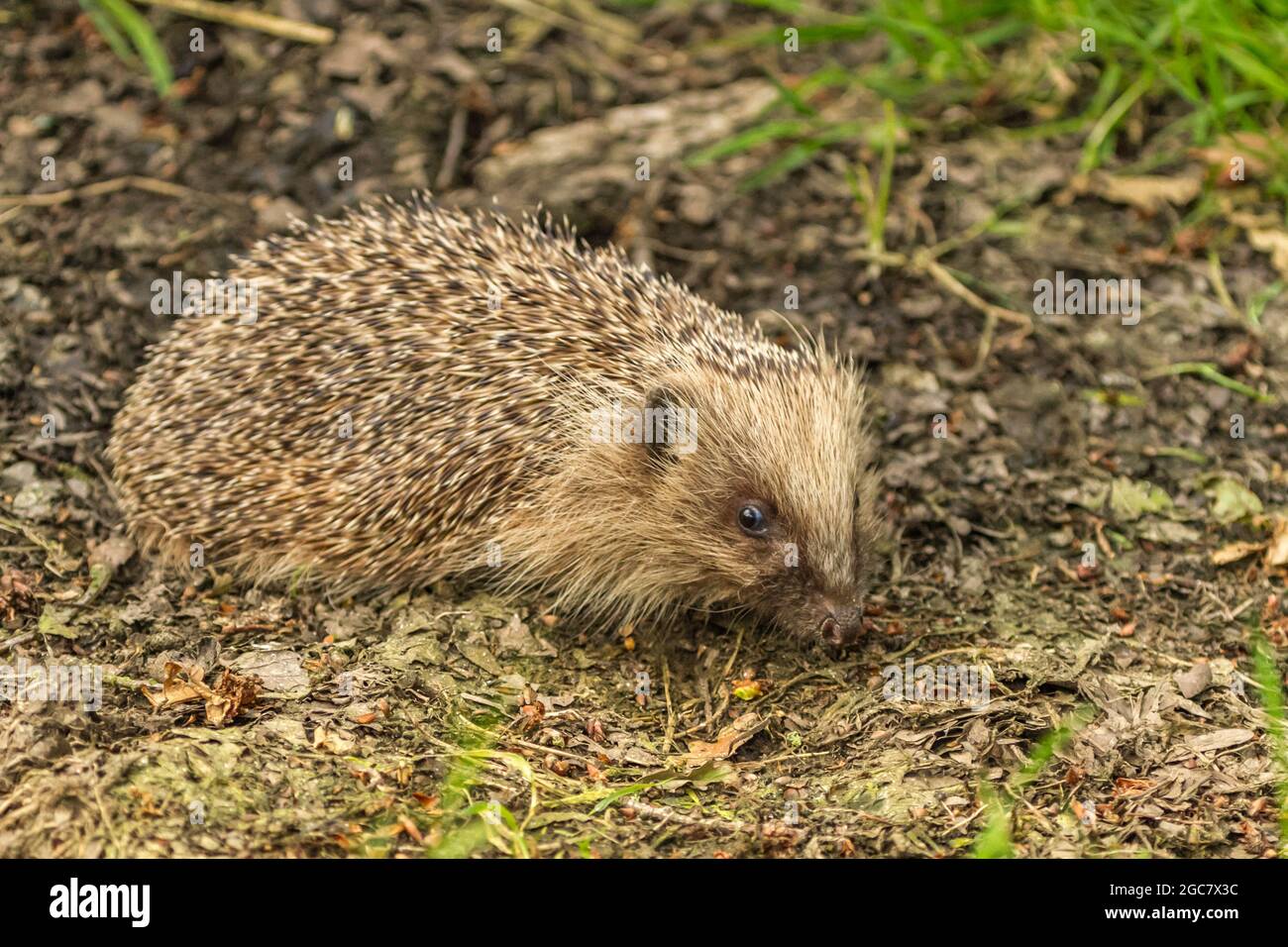 Animaux sauvages dans leur habitat naturel Banque de photographies et d ...