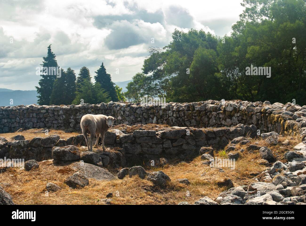Un mouton regardant dans la caméra debout sur les ruines de pierre un jour ensoleillé nuageux - Portugal. Banque D'Images