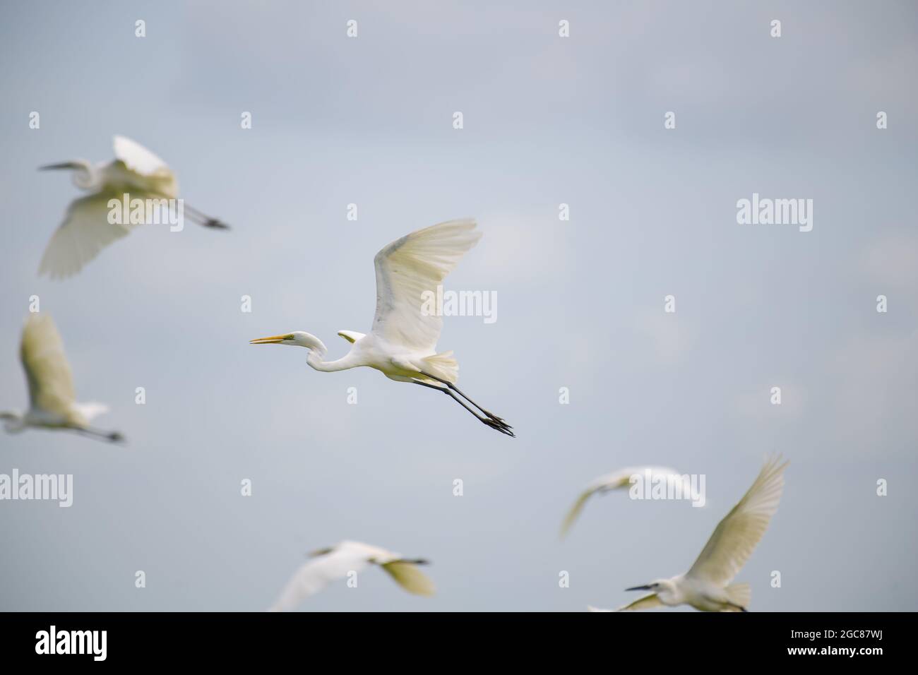 Grand oiseau d'Egret de l'est, Ardea pumsa, volant sur le ciel bleu. Banque D'Images