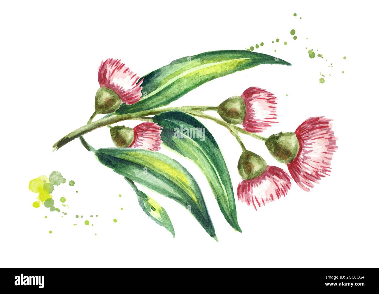 Branche d'eucalyptus avec feuilles et fleurs rouges. Isolé sur fond blanc. Illustration aquarelle dessinée à la main Banque D'Images