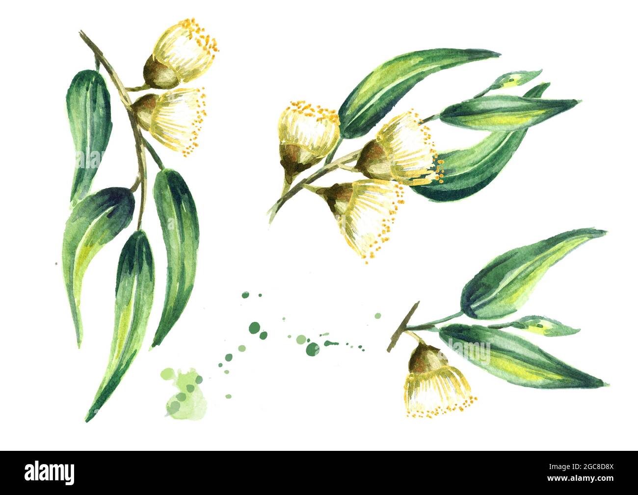 Ensemble de cosmétiques d'eucalyptus et plante médicinale avec feuilles et fleurs, isolé sur fond blanc. Illustration aquarelle dessinée à la main Banque D'Images