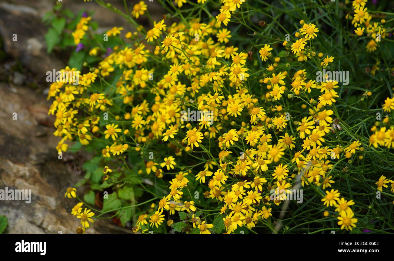 Une grande plante avec de petites fleurs jaunes. Jacobaea vulgaris est le nom de cette plante, Senecio jacobaea ou ragwort Banque D'Images
