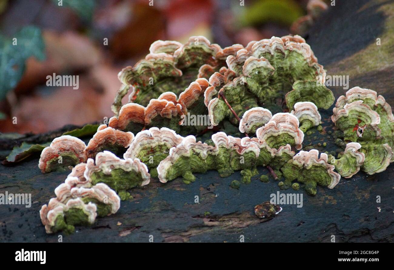 Trametes versicolor poussant sur un tronc d'arbre. C'est un champignon que l'on trouve dans le monde entier. Banque D'Images