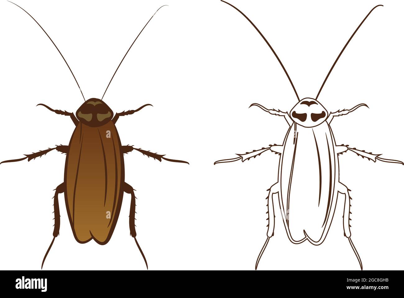 Remplissage et contour de l'illustration vectorielle de cafard ou de Blatodea isolés sur fond blanc. Insectes Bugs vers parasites et mouches.Entomologie ou lutte antiparasitaire Illustration de Vecteur
