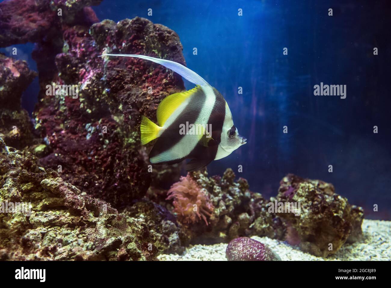 Héniochus noir et blanc langriers Bannerfish, bannerfish, poisson-coralfish pennant nageant avec récif de corail sur fond Banque D'Images