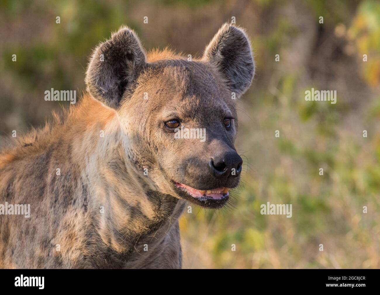 Un gros plan d'une Hyena tachetée , un prédateur vorace et un Trésor montrant un éventail de dents dans une sorte de sourire . Botswana, Afrique Banque D'Images
