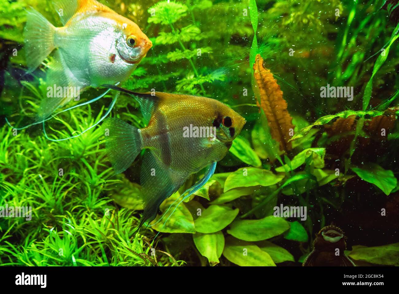 Poissons-géloses d'eau douce de différentes couleurs nageant à l'intérieur de l'aquarium Banque D'Images