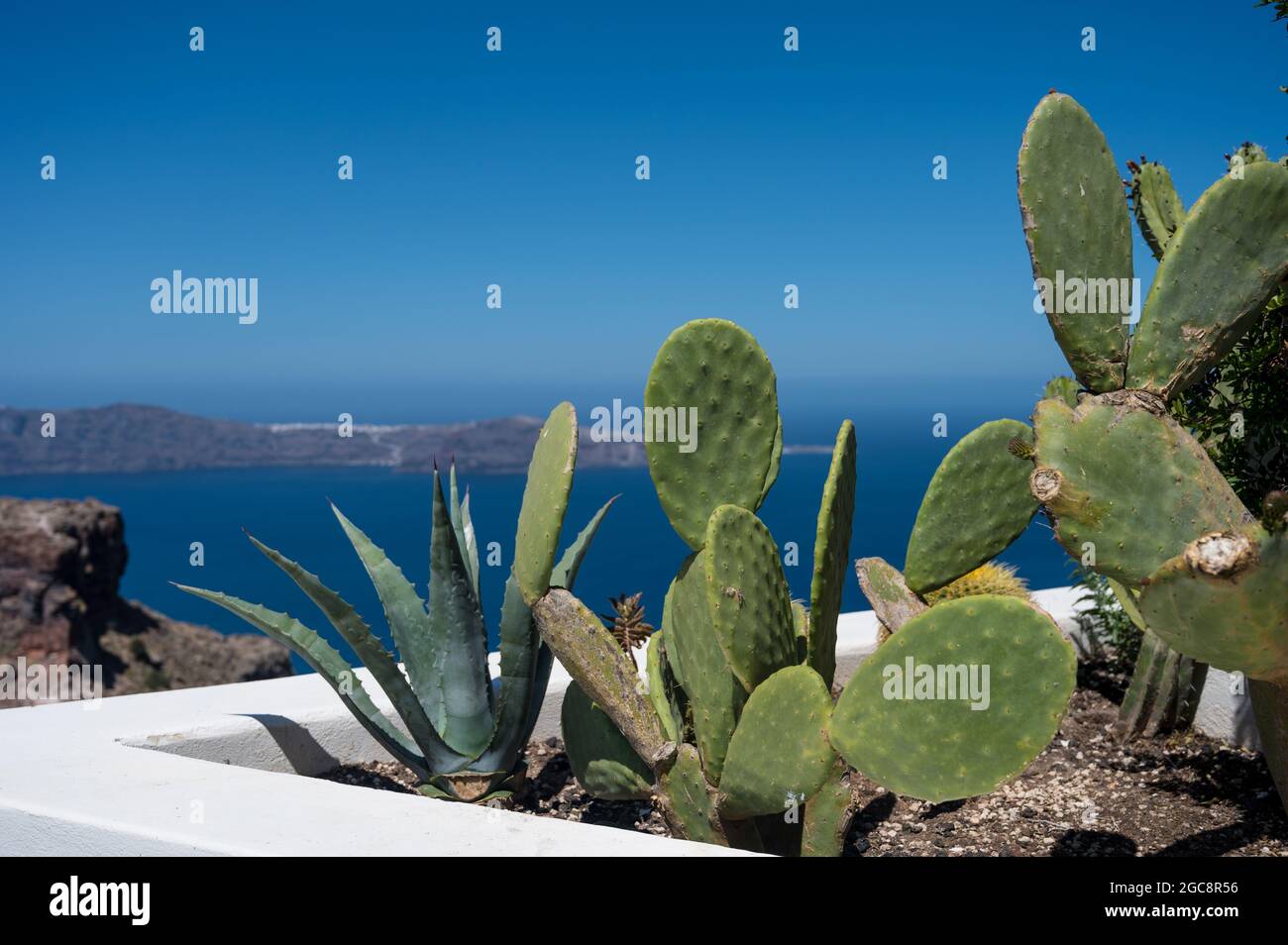 Gros plan de cactus et d'aloès qui poussent dans un lit de fleurs à Santorin. Caldera en arrière-plan. Mer Egée. Banque D'Images
