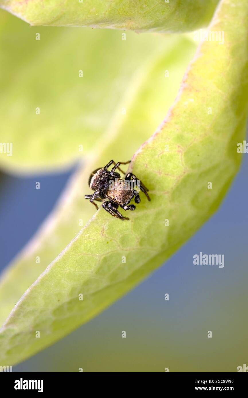 Jumping Spider Hunting on the Leaf of A passion Flower Plant, Macro, gros plan, Angleterre, Royaume-Uni Banque D'Images