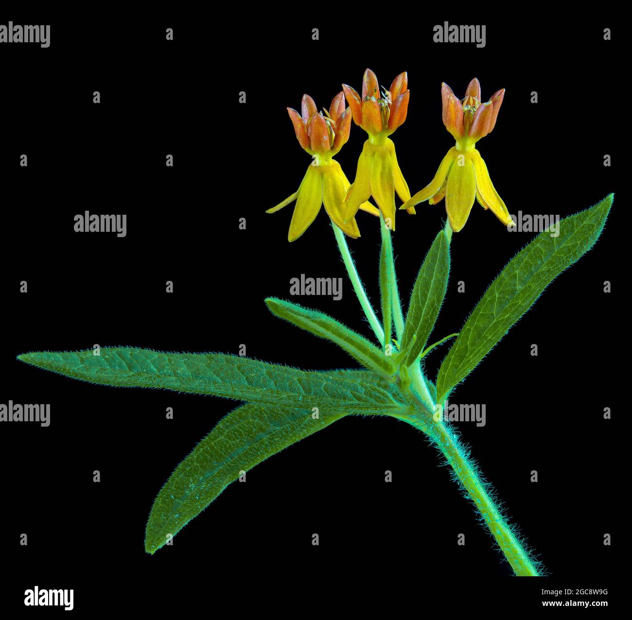 L'herbe de papillon (Asclepias tuberosa) pousse dans le jardin de fleurs sauvages. Les fleurs attirent de nombreux insectes et sont une plante hôte pour les larves du monarque Banque D'Images