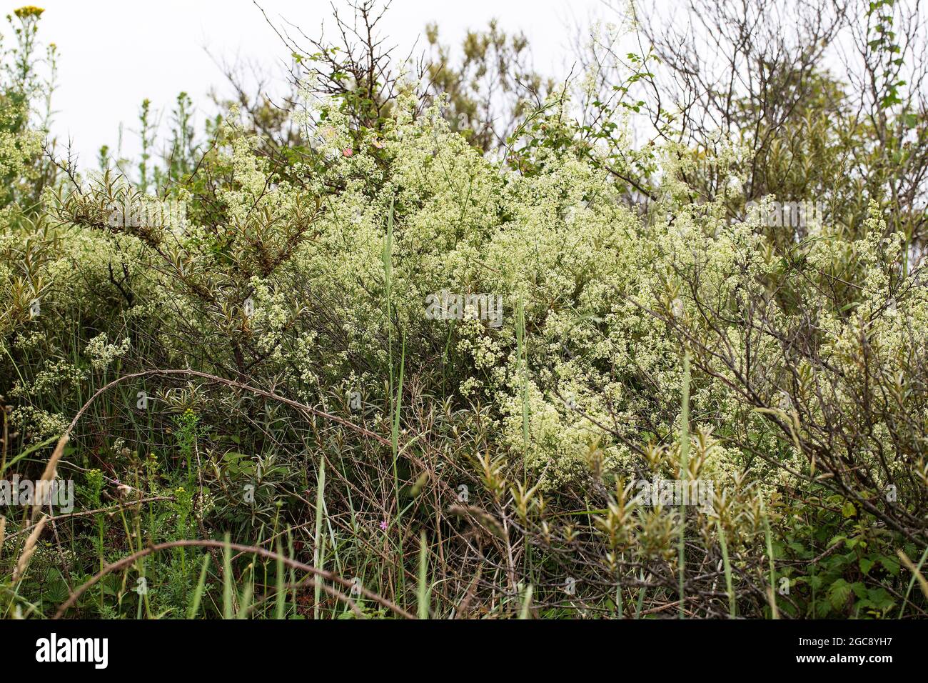 Fleur de paille de lit de haie (Galium mollugo) Banque D'Images