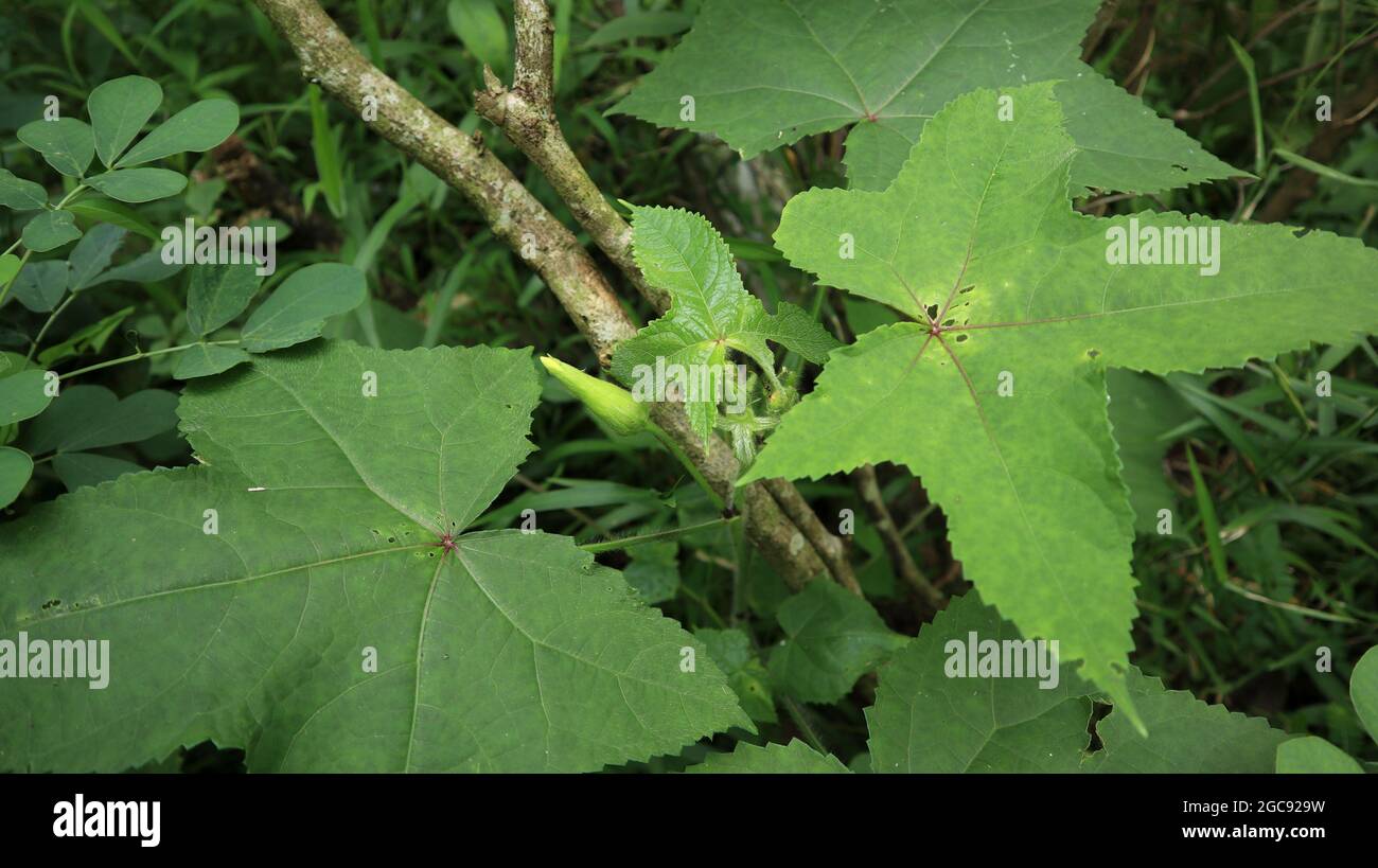 Gros plan d'un bourgeon jaune prêt à fleurir avec peu de bourgeons immatures sur une plante de mousche, ce nom scientifique de plante est Abelmoschus moschatus Banque D'Images