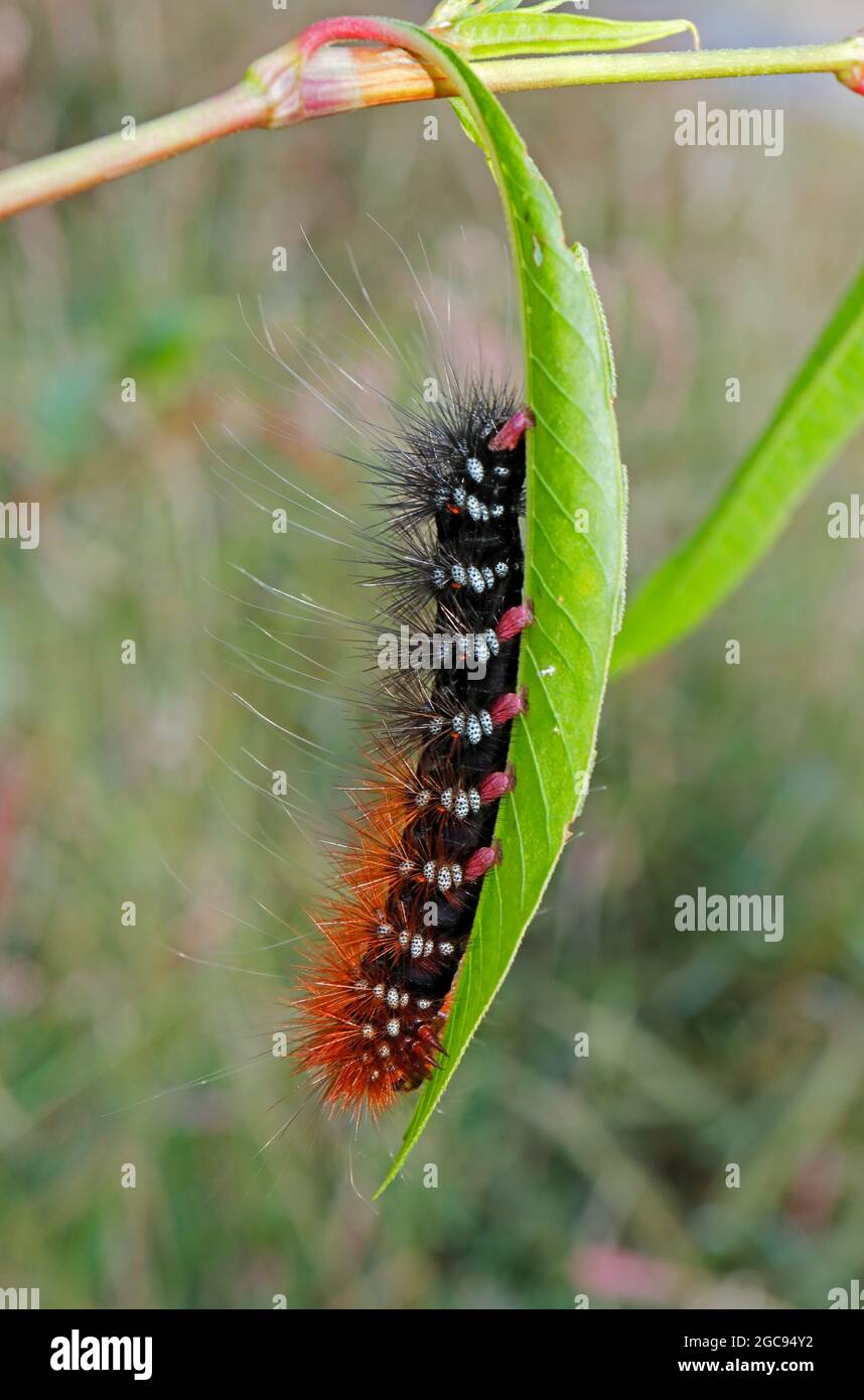 Gros plan d'une chenille poilue assise sur une feuille dans un environnement naturel Banque D'Images