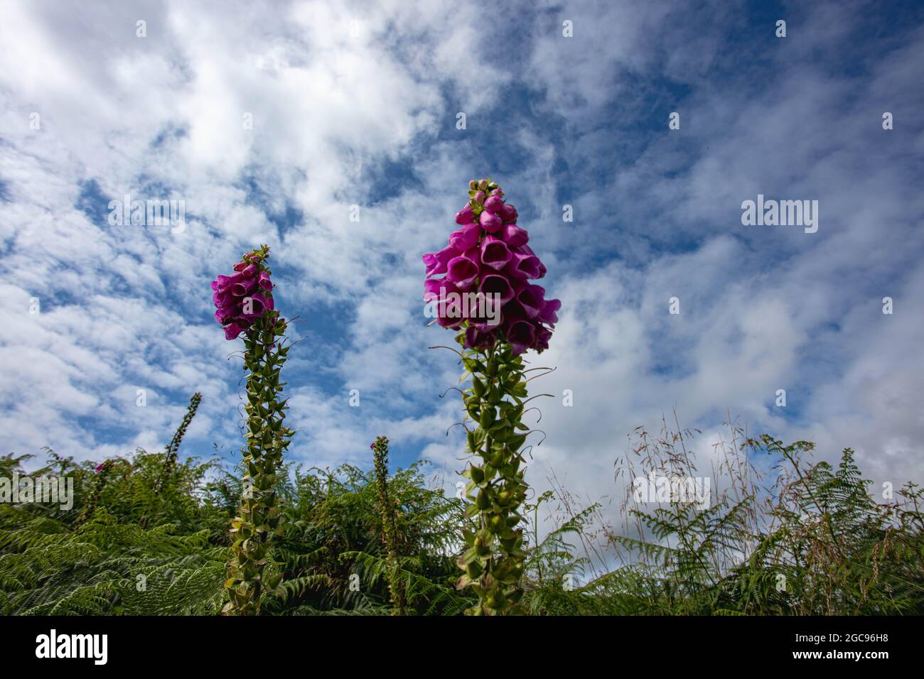 Un Foxglove en fleur sur Ilkley Moor Banque D'Images