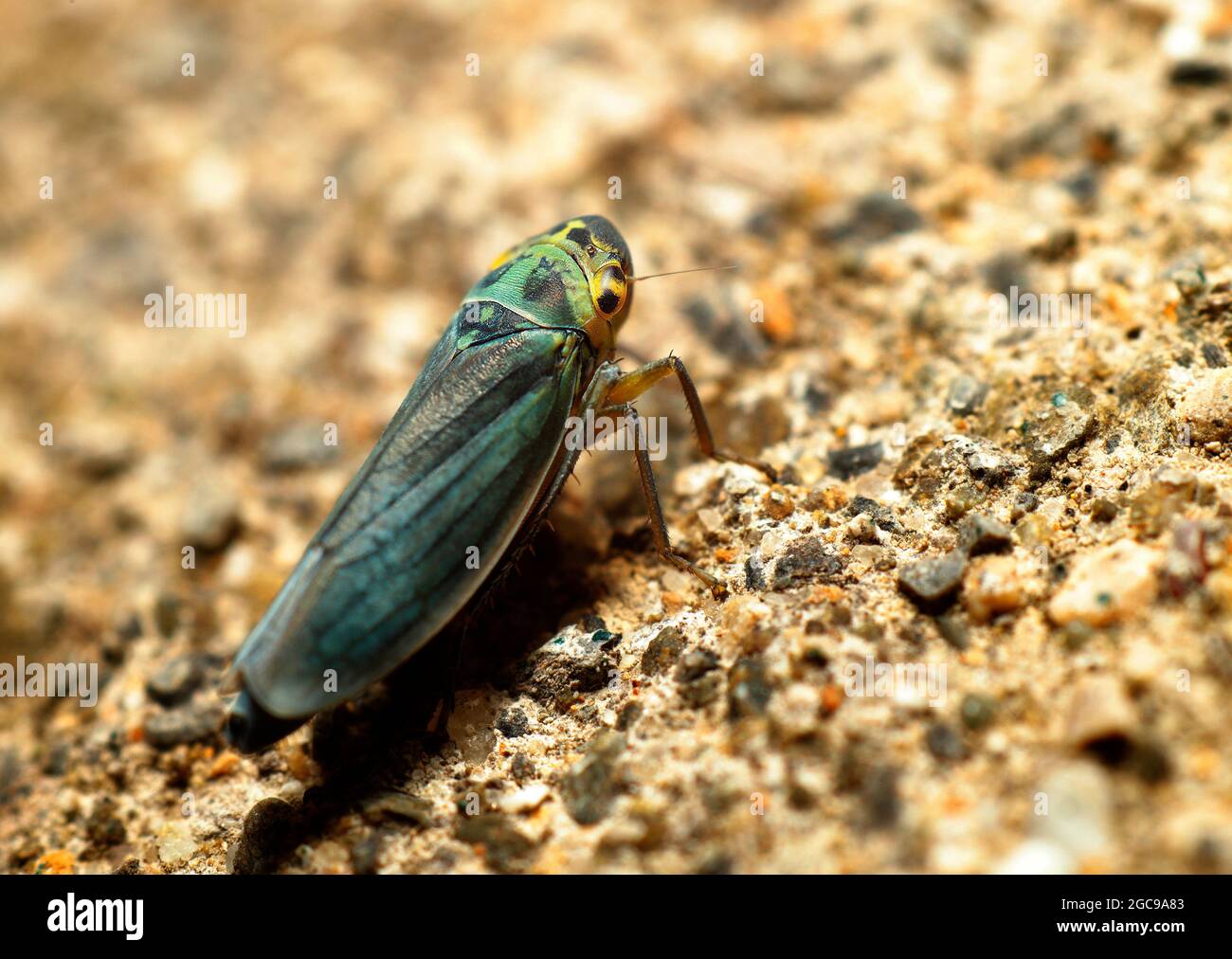 Leafhopper d'ortie (Eupteryx aurata) Banque D'Images