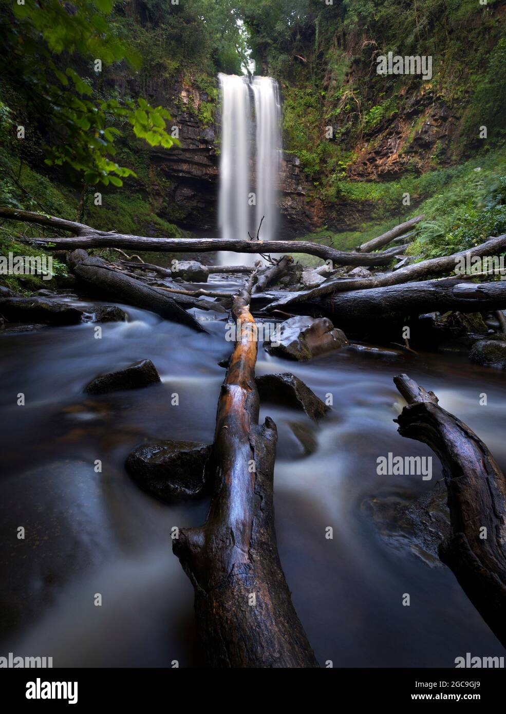 Arbres tombés à la cascade de Henrhyd, la plus haute cascade du sud du pays de Galles, au Royaume-Uni Banque D'Images