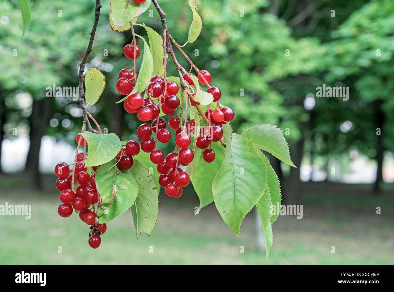 Branche avec fruits de cerise d'oiseau rouge. Oiseau cerise Virginie. Banque D'Images