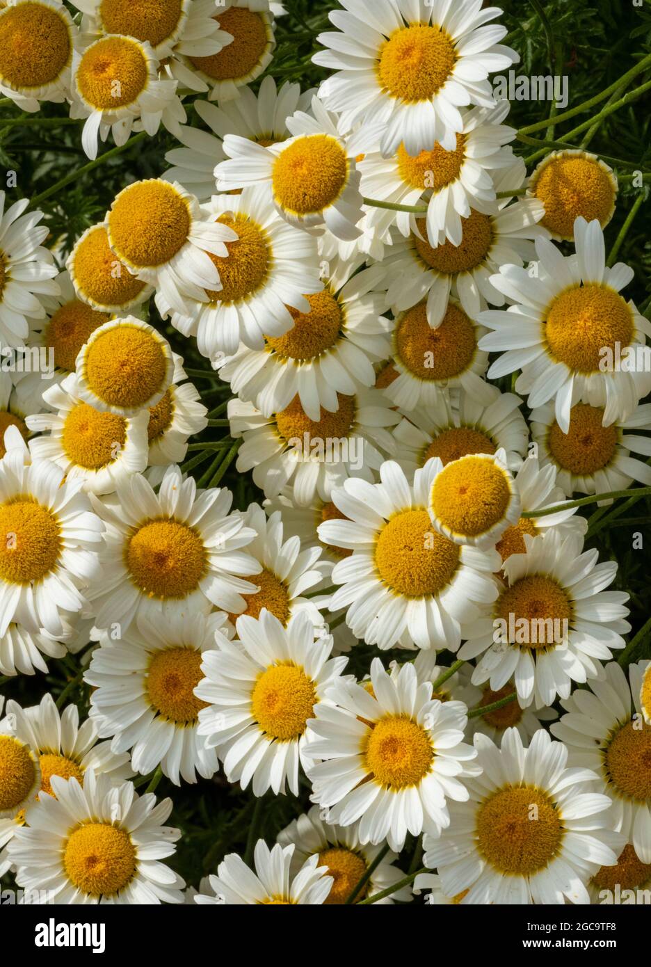 marguerites aux couleurs vives, fleurs de marguerite, marguerites sauvages dans un jardin, fleurs de marguerite sauvages, marguerites à fleurs dans le hedgerow, fleurs sauvages. Banque D'Images